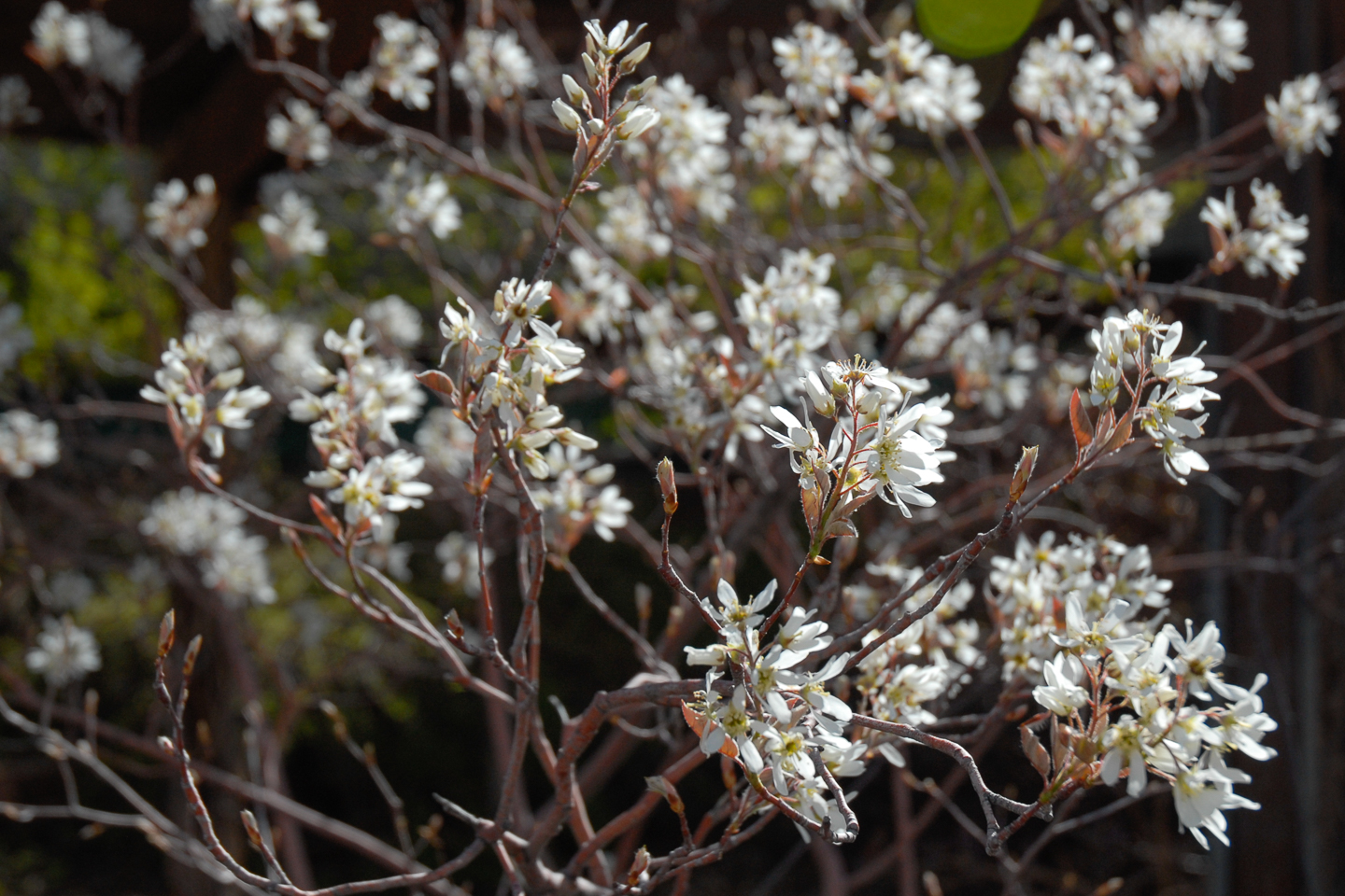 Shadblow Serviceberry